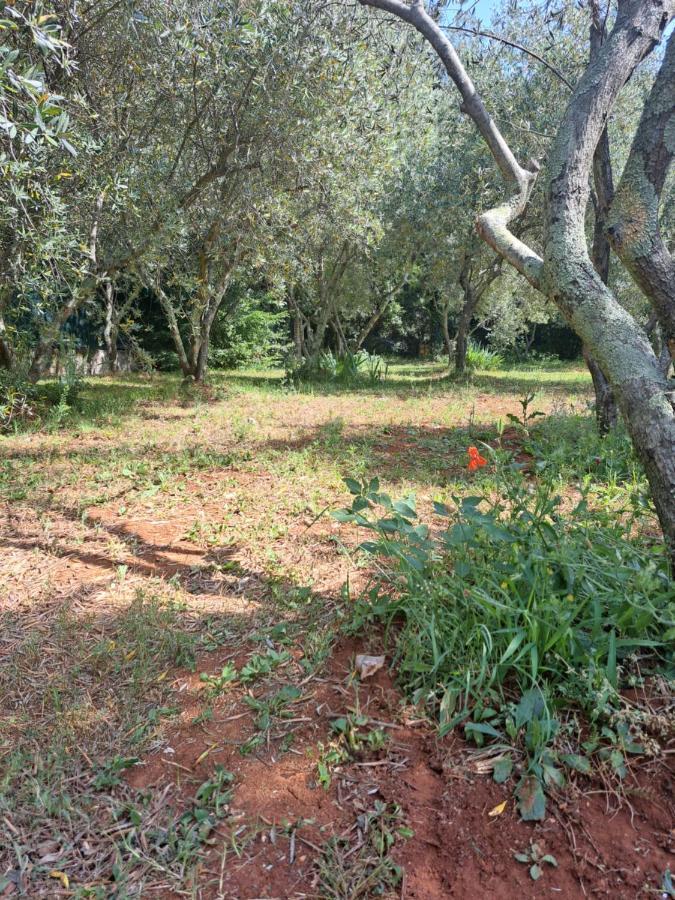 Villa Eucaliptus Istrien روفينج المظهر الخارجي الصورة